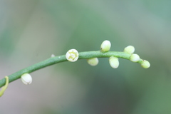 Cassytha filiformis